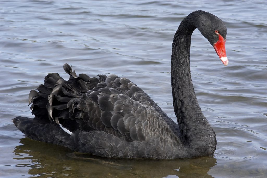 slidbane Bedst Palads Book Review of The Black Swan